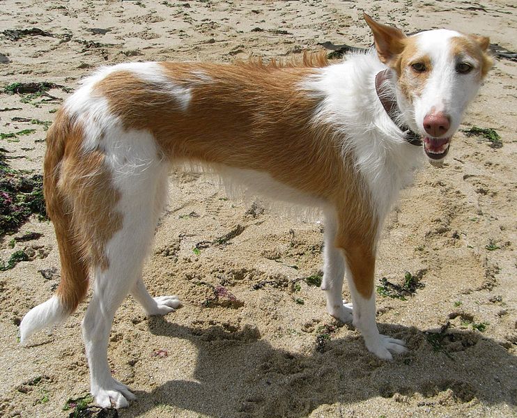 Podenco ou Lévrier Maganimaux