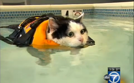Un chat obèse fait des longueurs dans la piscine municipale pour perdre du poids