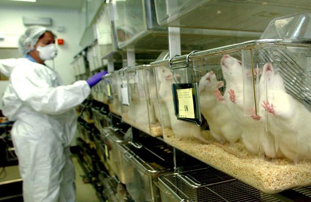 Il n'y aura plus de cosmétiques testés sur les animaux en Europe