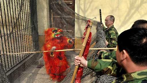 Les drôles d'animaux des zoos chinois