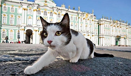 Saint-Pétersbourg célèbre la Journée du chat de l'Ermitage