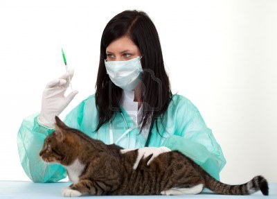 Les chirurgies de convenance du chat