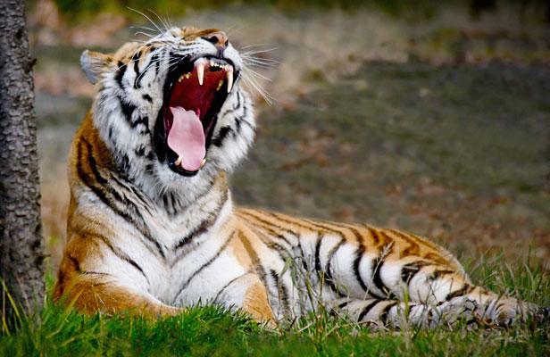 Animaux: Des Indonésiens coincés plusieurs jours dans un arbre par des tigres