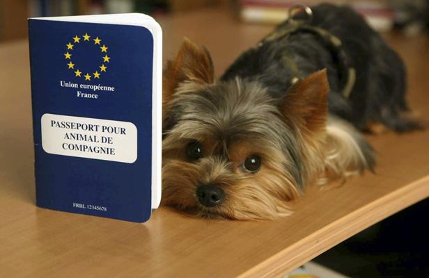 Vacances: Pensez au passeport pour votre chien