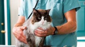 Assurance santé animale : consulter le vétérinaire