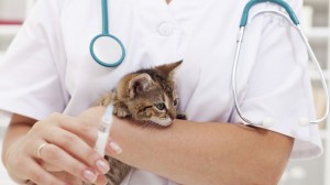 Vaccination des chiens et chats : le principe de précaution