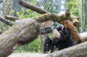 Au zoo, les animaux mangent des glaces contre la canicule