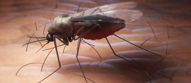 Le moustique est-il l'animal le plus dangereux du monde ? 