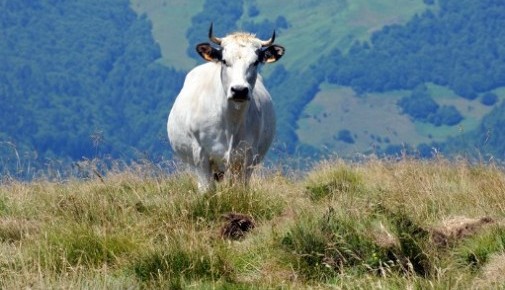 Une vache tue un octogénaire : "Ce ne sont pas des animaux domestiques", rappelle un secouriste