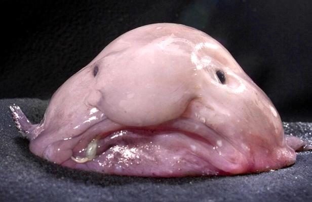 Et l'animal le plus laid du monde est… le blobfish