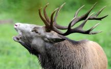 Retour spectaculaire d'espèces menacées en Belgique et diminution extrême d'animaux plus courants