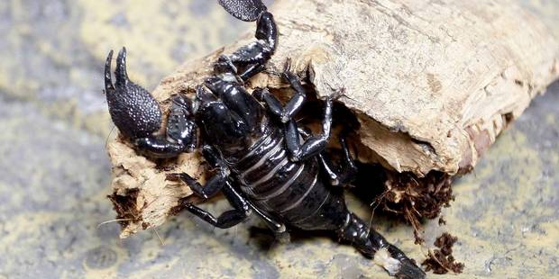 Un scorpion de 350 millions d'années, plus vieil animal jamais découvert dans l'hémisphère sud