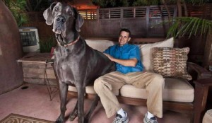 Le chien le plus grand du monde est mort