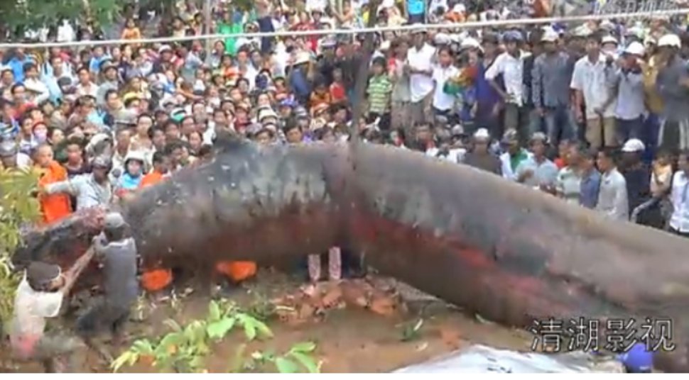 Un énorme animal marin intrigue en Asie du sud-est