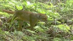 Le chat bai, une espèce de félin extrêmement rare repérée à Bornéo
