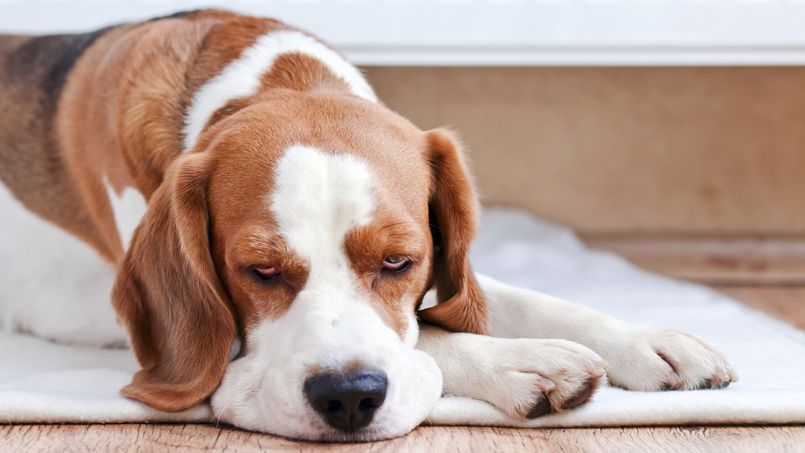 Chiens et chats : les protéger du froid