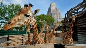Zoo de Vincennes: adoptez une girafe !