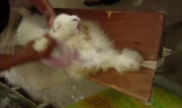 H&M cesse sa production en angora après des cas de torture de lapins