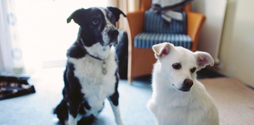 Les chiens domestiqués viendraient du continent européen