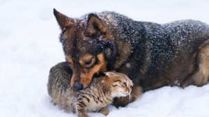 Chiens et chats : faire face à l'hiver