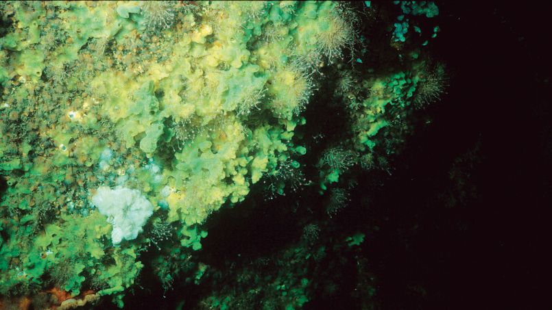 Des animaux très économes en oxygène