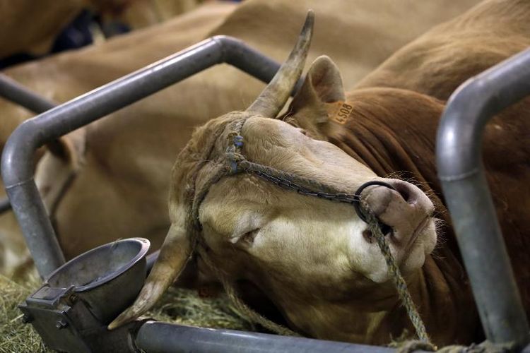 Hollande préfère que les animaux restent des biens meubles