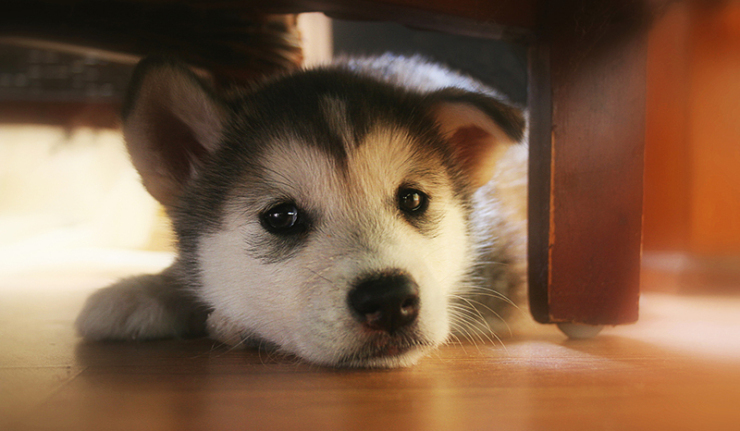 Quand les animaux domestiques améliorent la santé des humains