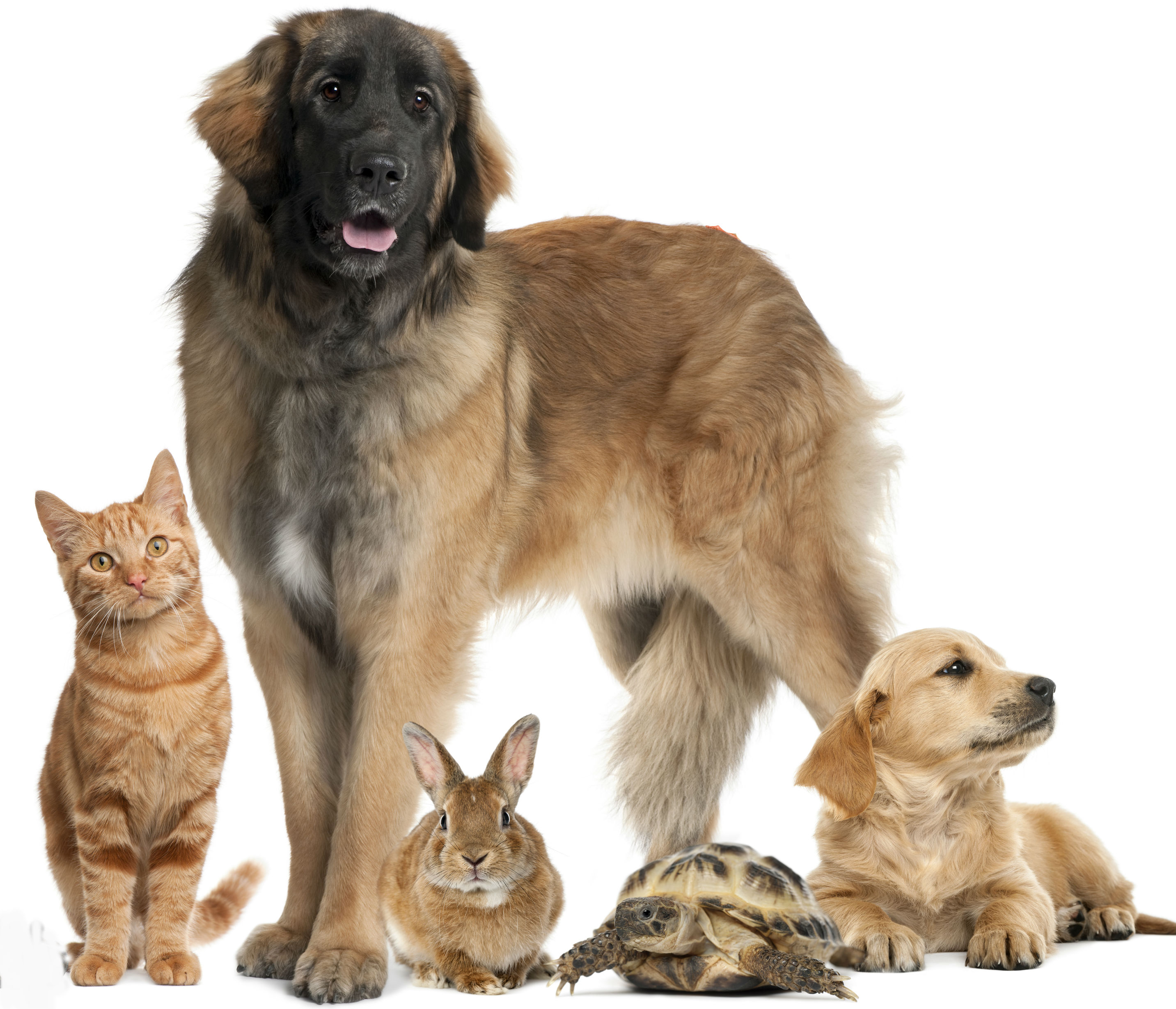 Chien, chat ou lapin? Votre préférence en dévoile beaucoup sur vous!