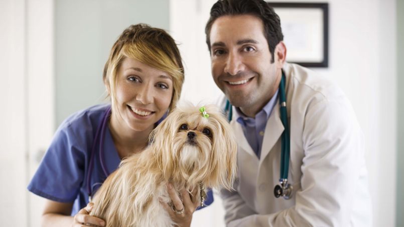 Leishmaniose chez le chien : lancement de la première campagne méditerranéenne