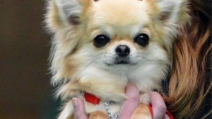 Divorce : qui va garder le chien ?