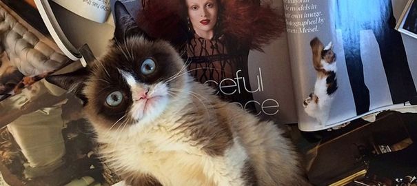 Comment Grumpy Cat est devenu le chat le plus célèbre d'Internet