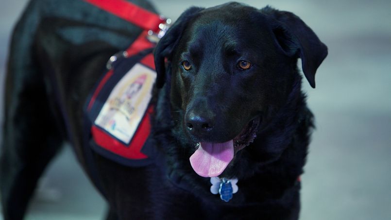 Justice : pour les procès, les animaux aussi, peuvent témoigner