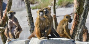 Le zoo de Vincennes rouvre ses portes : visite guidée