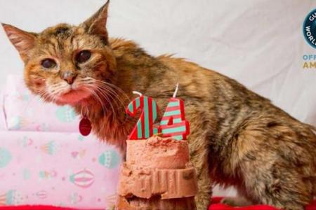 Voici le chat le plus vieux du monde: il vient de fêter ses 24 ans