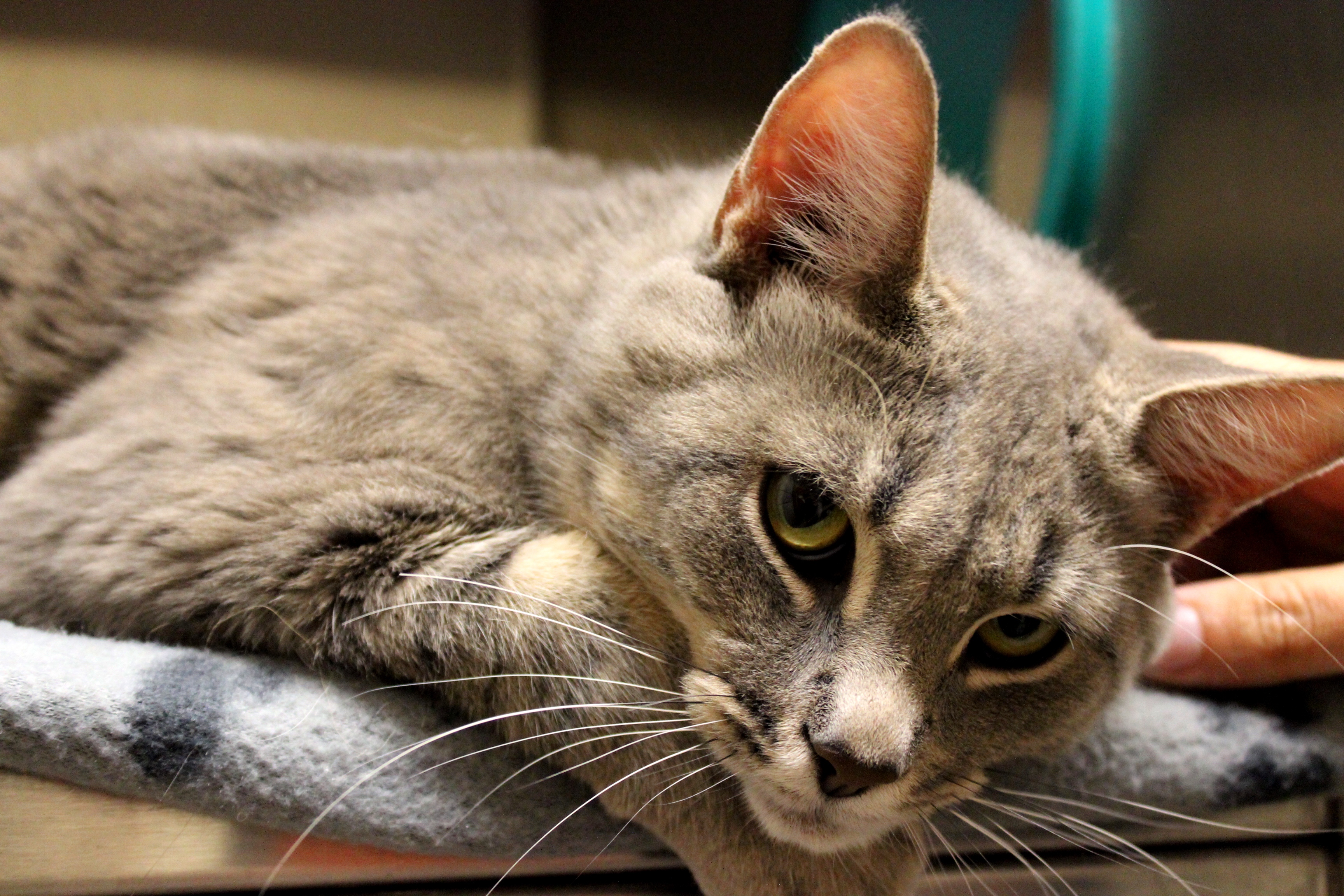 Création du 1-844-ANIMAUX pour porter plainte