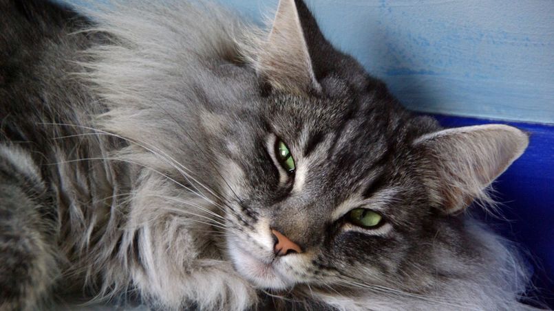 «Quand on achète un animal, il faut assumer»