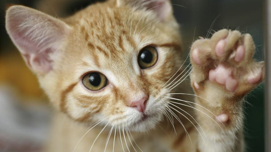 Un chat sauve un garçon de 5 ans de son agresseur