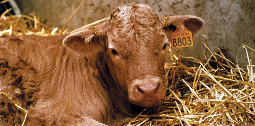 Le clonage d’animaux a-t-il bouleversé l’industrie agroalimentaire ?