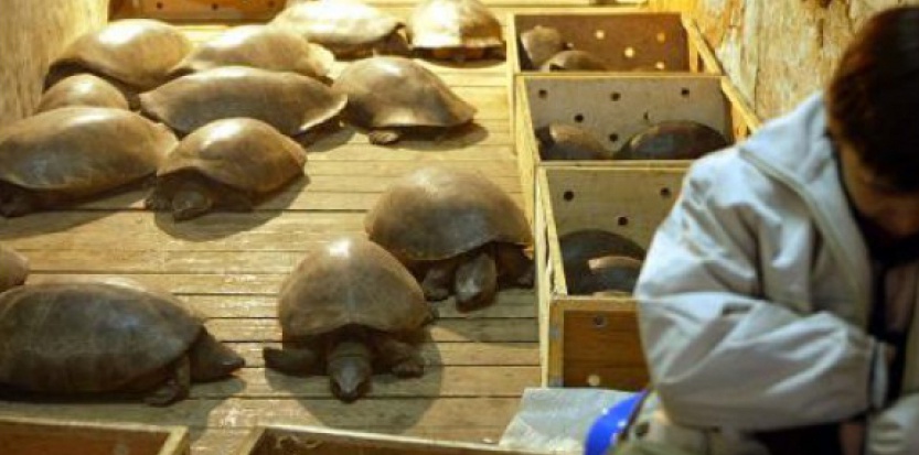 En Chine, les animaux menacés finissent encore à la marmite