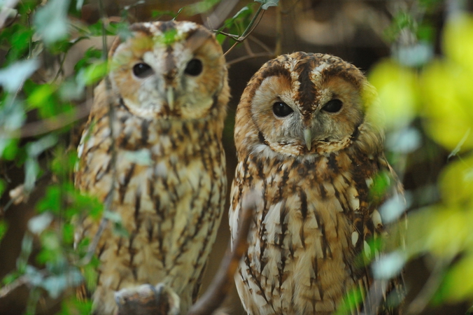 Les animaux nocturnes au centre d’une exposition à Paris