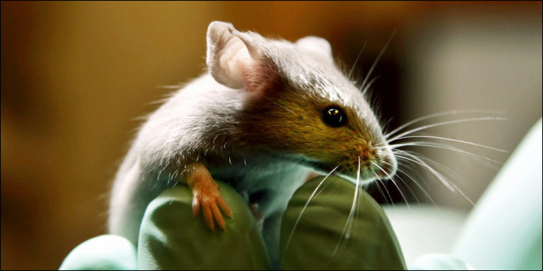 Moins d’animaux ont été utilisés en vivisection