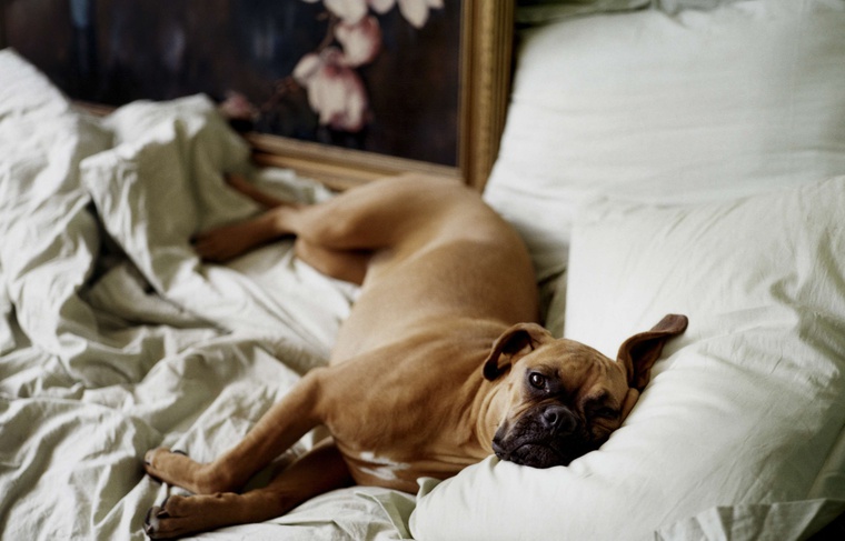 Allergies: Dormir avec son animal de compagnie serait bon pour la santé