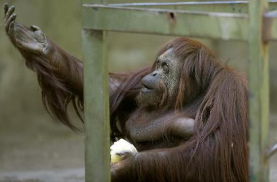  Droit des animaux: liberté ordonnée pour un orang-outan en Argentine
