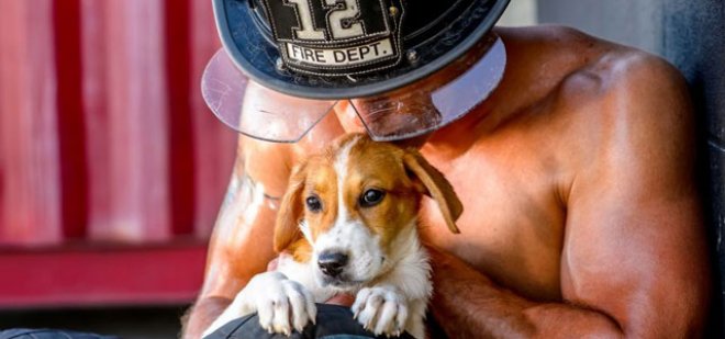  Des pompiers et des animaux : un calendrier sexy pour la bonne cause