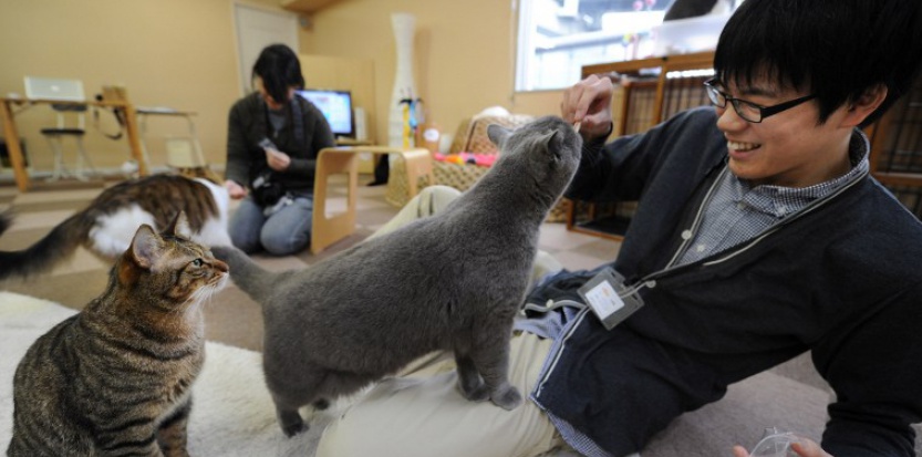 JAPON. Un bonus pour amener son chat au bureau