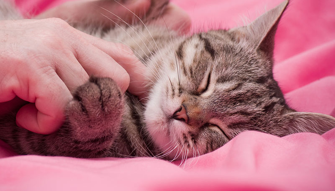 8 signes qui prouvent que votre chat vous aime
