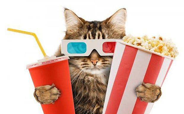  À Londres, adoptez un chat après une séance de cinéma