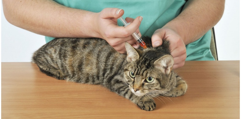Le Sida du chat (FIV), une maladie mortelle