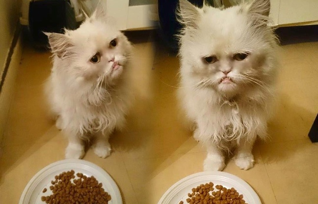 Un «Grumpy Cat» adopté en France grâce à Facebook