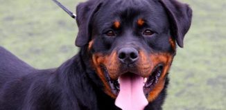 Le Rottweiler, ce colosse au cœur tendre